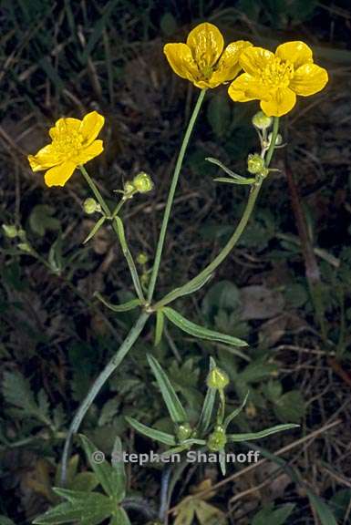 ranunculus occidentalis 2 graphic